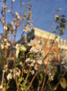 UMW dedicates significant care to conserving campus greenery and tree biodiversity.